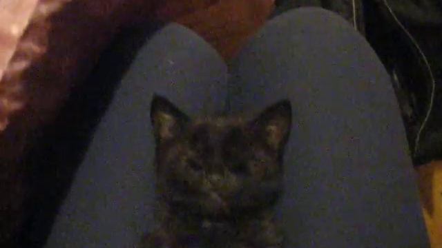 Чёрная манюня с Корчагина смотреть онлайн