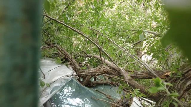 Дерево упало на Проспекте Кирова, 80 — придавило автомобиль, проезд перекрыт смотреть онлайн