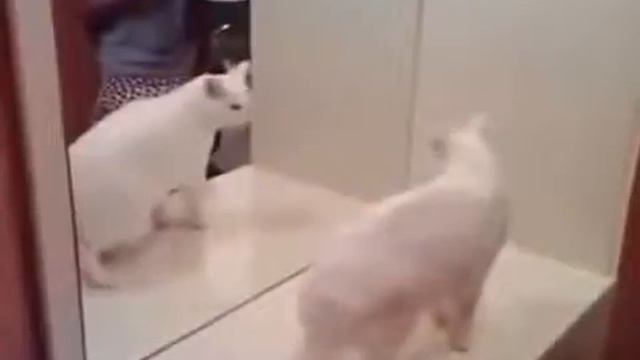 Кот бьет свое отражение смотреть онлайн