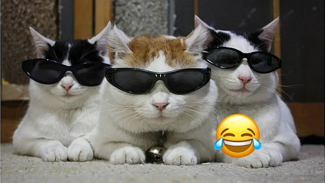 5 МИНУТ ПРИКОЛОВ ПРО ЖИВОТНЫХ ПОДБОРКА СМЕШНЫХ ВИДЕО # 2 смотреть онлайн