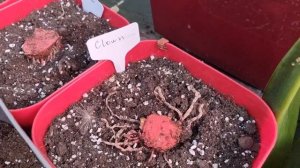 обзор копыт гиппеаструмов