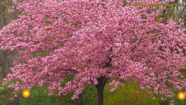 Вишня мелкопильчатая Пинк Перфекшен. Краткий обзор, описание prunus serrulata Pink Perfection смотреть онлайн