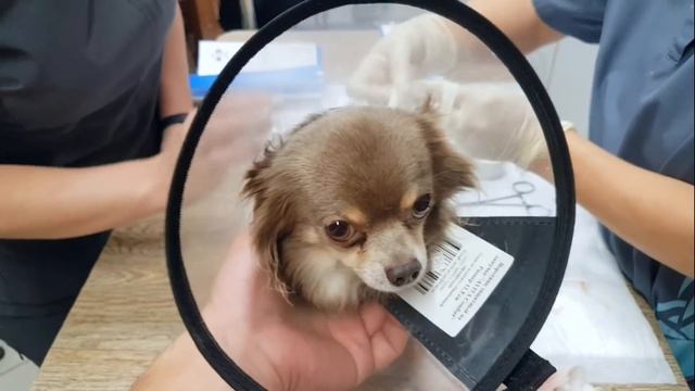 Чихуахуа Бон после нападения овчарки. Загноилась рана смотреть онлайн