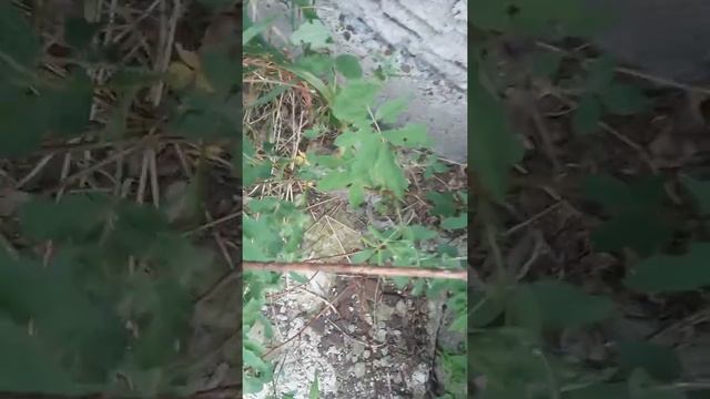 Чайка . Маленькая чайка смотреть онлайн