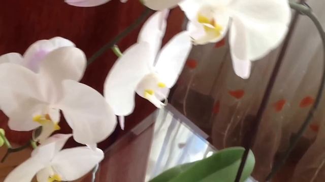 Мои красотки орхидеи / Как ухаживать / My beaty orchid смотреть онлайн