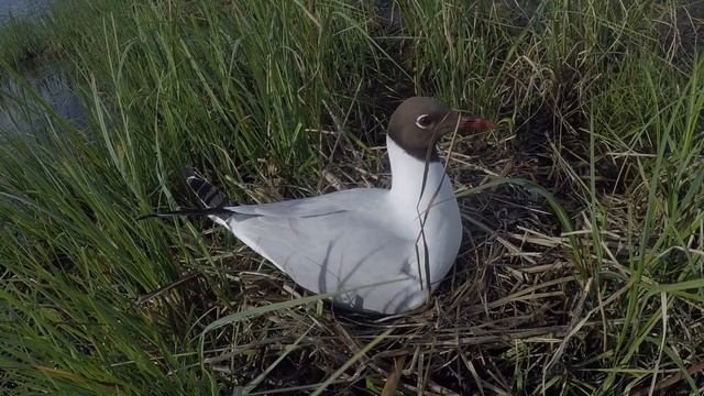 Озерная чайка (Larus ridibundus) смотреть онлайн