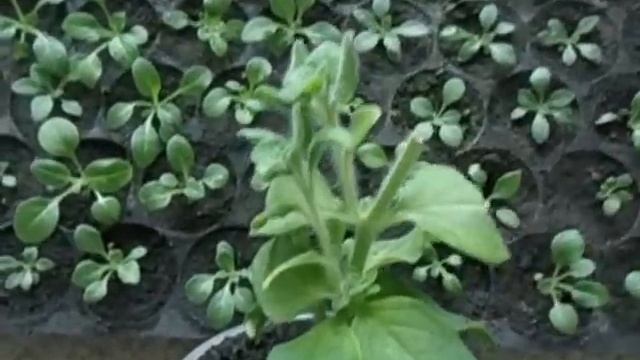 КОГДА ПРИЩИПЫВАТЬ ПЕТУНИЮ Видеоурок Ольги Черновой 19 февраля 2017 года смотреть онлайн