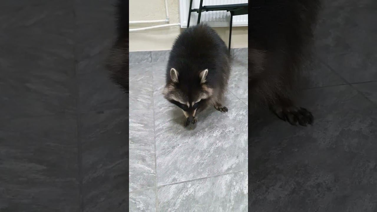 ▷Милый енотик◁ смотреть онлайн