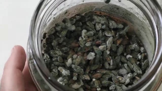 Опыт выращивания триходермы боверии метаризиума. часть2 смотреть онлайн