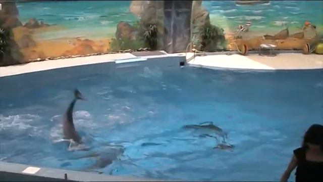 Дельфинарий парка Ривьера,Сочи смотреть онлайн