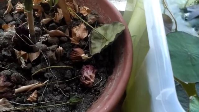 Лотос - выращивание в домашних условиях Обрезка, уход, симбиоз с аквариумными рыбками гуппи смотреть онлайн