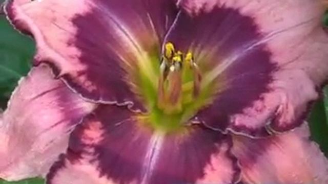 лилейник daylily LEDGEWOOD'S PANSY EYE.mpg смотреть онлайн