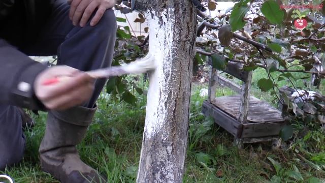 Осенняя обработка деревьев #urozhainye_gryadki смотреть онлайн