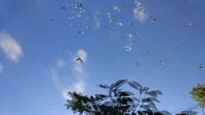 ПАРОВКА ГОЛУБЕЙ/ Один из способов ПАРОВАНИЯ ГОЛУБЕЙ / ГОЛУБИ / КАК СПАРИВАТЬ ГОЛУБЕЙ