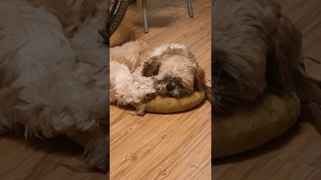 Сон - важный ритуал смотреть онлайн