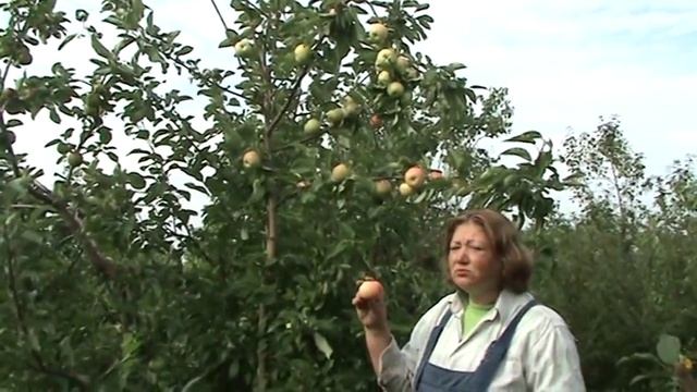 Грушовка московская смотреть онлайн