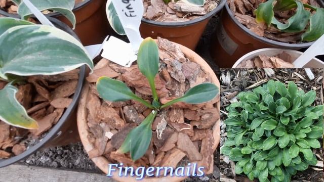 Мои новые Хосты -"Мышки" в горшочках осенью 2022 года! смотреть онлайн