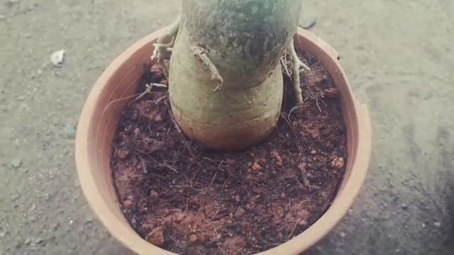 അഡീനിയം ചെടികൾ നിറയെ പൂക്കാൻ /How to get more flowers on adenium plants/info in malayalam смотреть онлайн