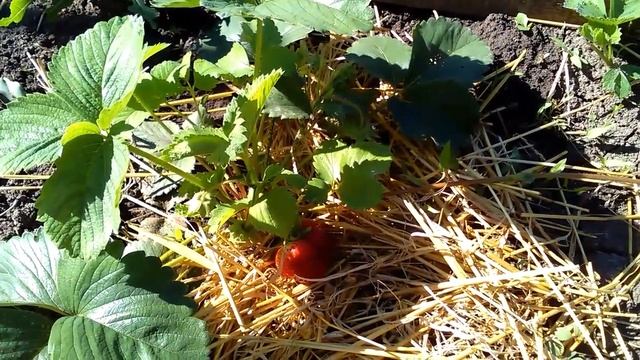 Клубника Кембридж Фаворит, Флер и Джоли (27.05.17 г.) смотреть онлайн