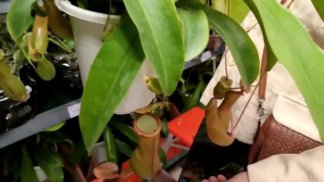 DEMOS UMA PASSADINHA NO CARREFOUR INTERLAGOS, FIQUEI SURPRESA COM A VARIEDADE DE PLANTAS. смотреть онлайн