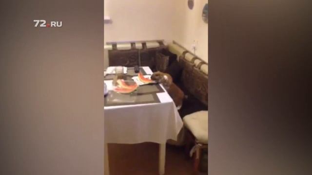 Содержание домашнего кролика в квартире смотреть онлайн