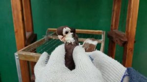Голуби породы турман. Часть первая. Краснопегие разведение. Константин Шарпов. Обзор голубей.