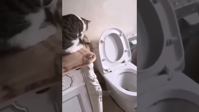 Funny Cats Always Do Fun
#animals #cuteanimals