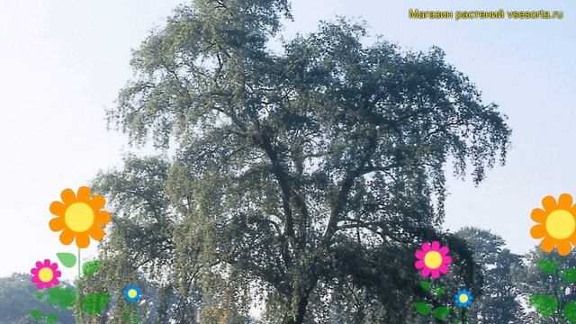 Дуб черешчатый на штамбе Пендула. Краткий обзор, описание характеристик quercus robur Pendula смотреть онлайн