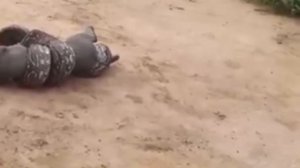 Смертельный бой удава и ягуарунди