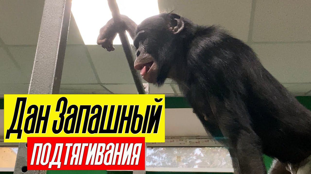 Дан Запашный подтягивается на свой день рождения | Шимпанзе и их генетика