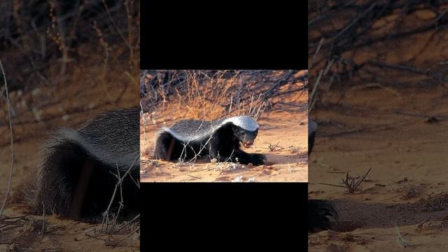 Медоед – это хищное животное смотреть онлайн