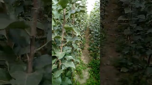 Саженцы яблоньи.Фуджи м 106. Однолетка. смотреть онлайн