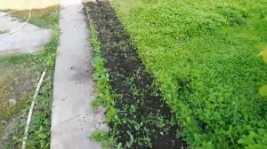 Вспашка участка на зиму мотокультиватором Земляк МК 5,0.