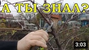 ОСЕНЬ: обрезка плодовых деревьев