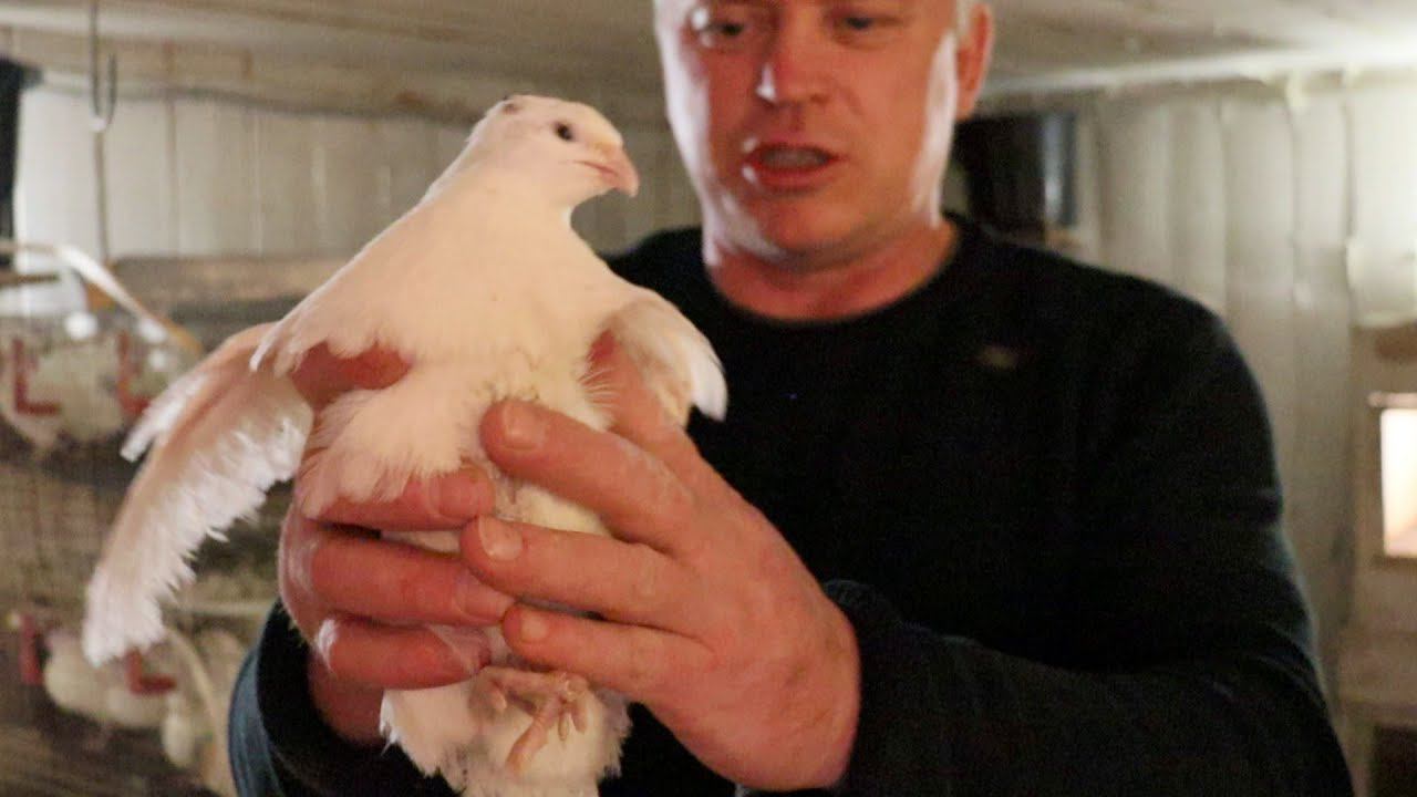 Шашлык на пол кило смотреть онлайн