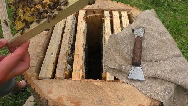 Как там поживают мои пчёлы?