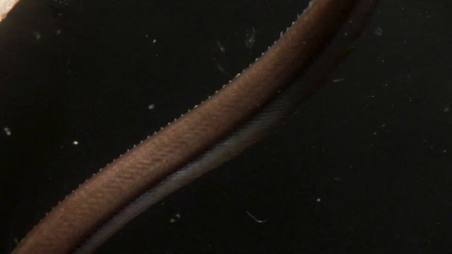 Deep sea fish has record number of bones in its spine смотреть онлайн