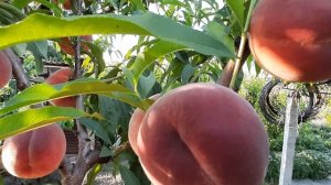 Персик Хароу Даймонд