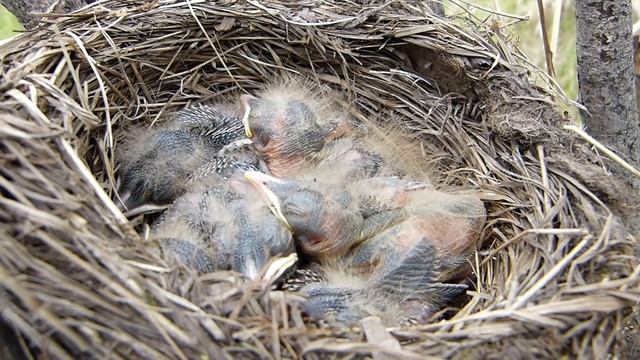 Дрозд рябинник. Птенцы в гнезде. смотреть онлайн