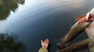 ЩУКА  И ОКУНЬ НА ВЕРТУШКУ ОСЕНЬЮ