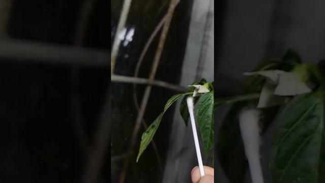 Как опылять перец на подоконнике смотреть онлайн