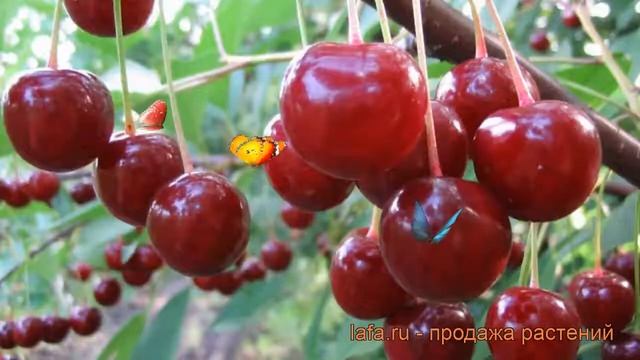 Вишня обыкновенная Десертная Морозовой ? обзор: как сажать, саженцы вишни Десертная Морозовой смотреть онлайн