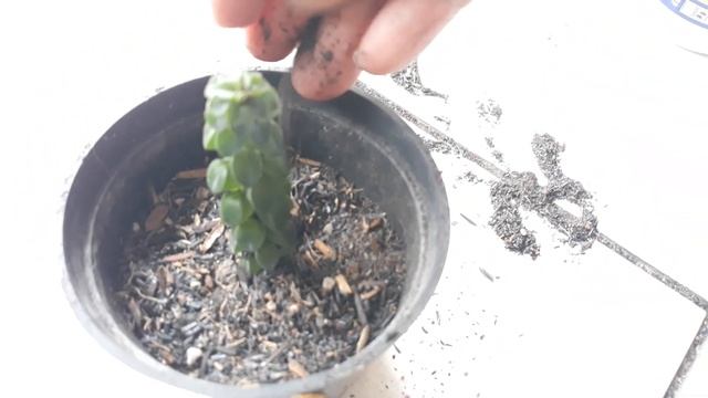 MENGENAL TANAMAN PEPEROMIA COLUMELLA