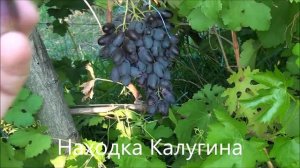 Находка Калугина