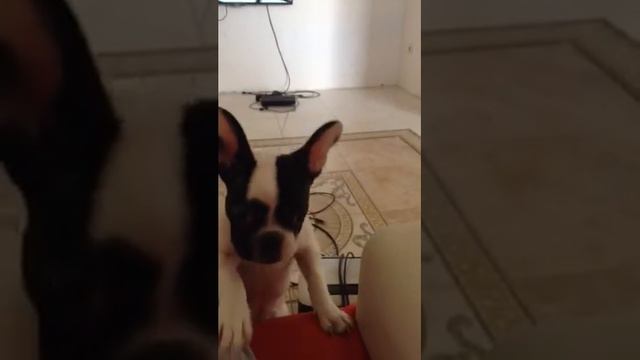 Французский бульдог хочет на диван смотреть онлайн