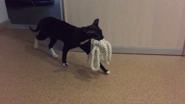 Ориентальная кошка приносит игрушку. смотреть онлайн