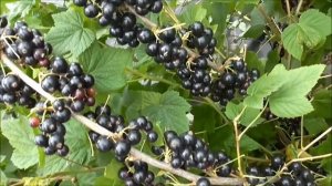 ЭБОНИ  -  ранний сорт смородины из Англии.