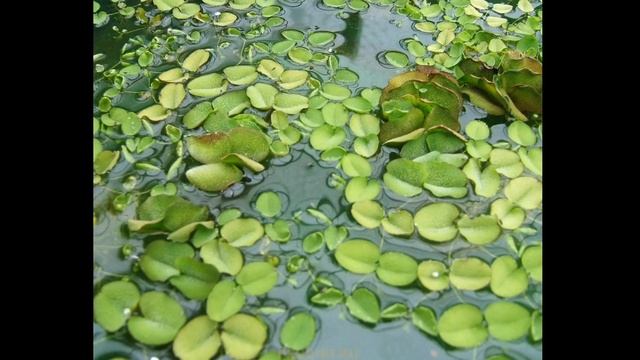 УШАСТАЯ САЛЬВИНИЯ. СОДЕРЖАНИЕ И УХОД В АКВАРИУМЕ смотреть онлайн