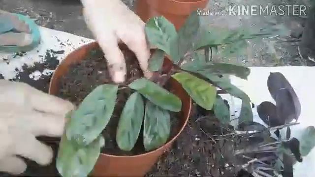 How to propagate Calathea plant Calathea Obscura and care tips смотреть онлайн