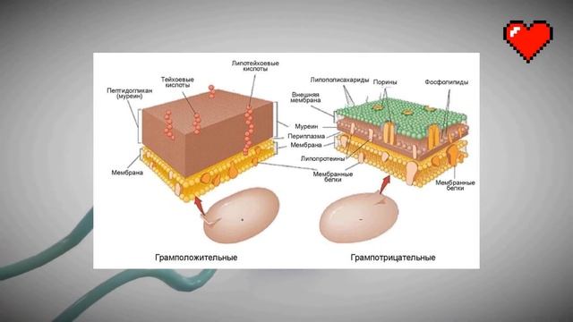 Наглядная микробиология #5 Бактерии (Bacteria)